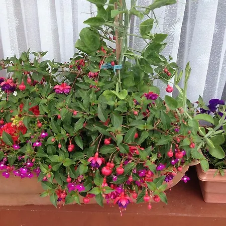 לינה וארוחת בוקר Broigin